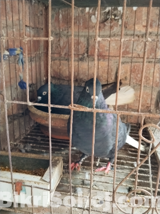মুসালদম কবুতর